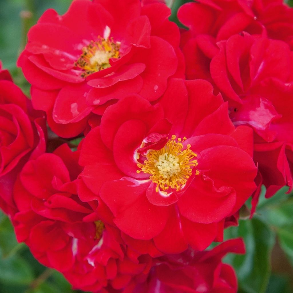 Roseira paisagística Hello