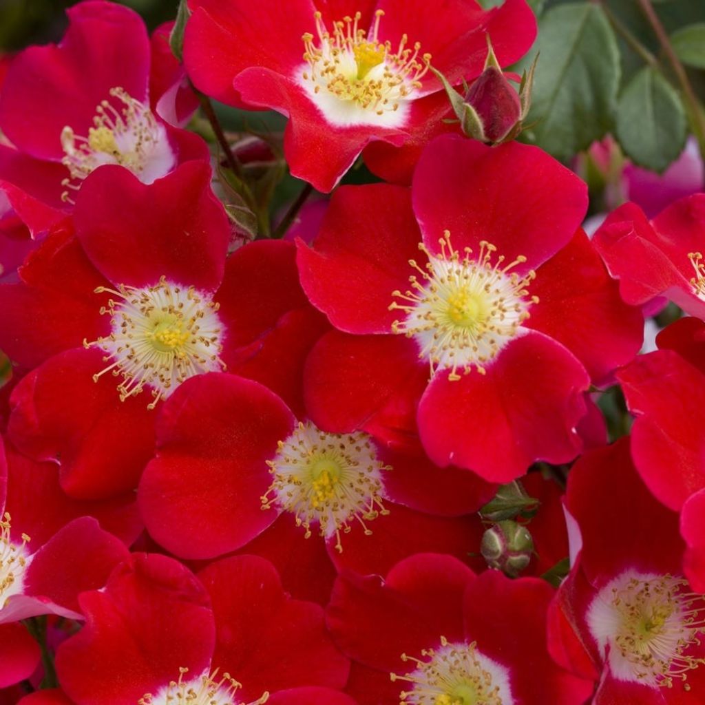 Rosa Candia Meidiland - Polyantharoos