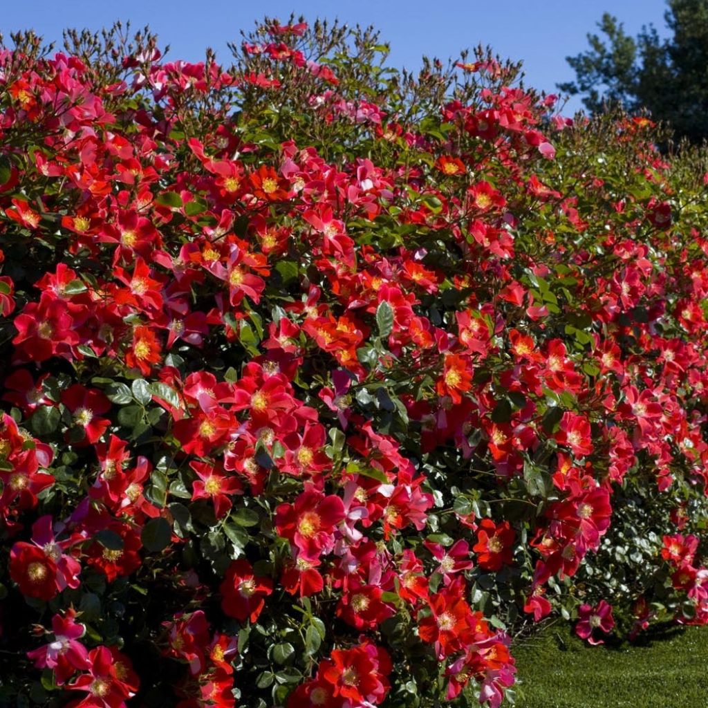 Rosa Candia Meidiland - Polyantharoos