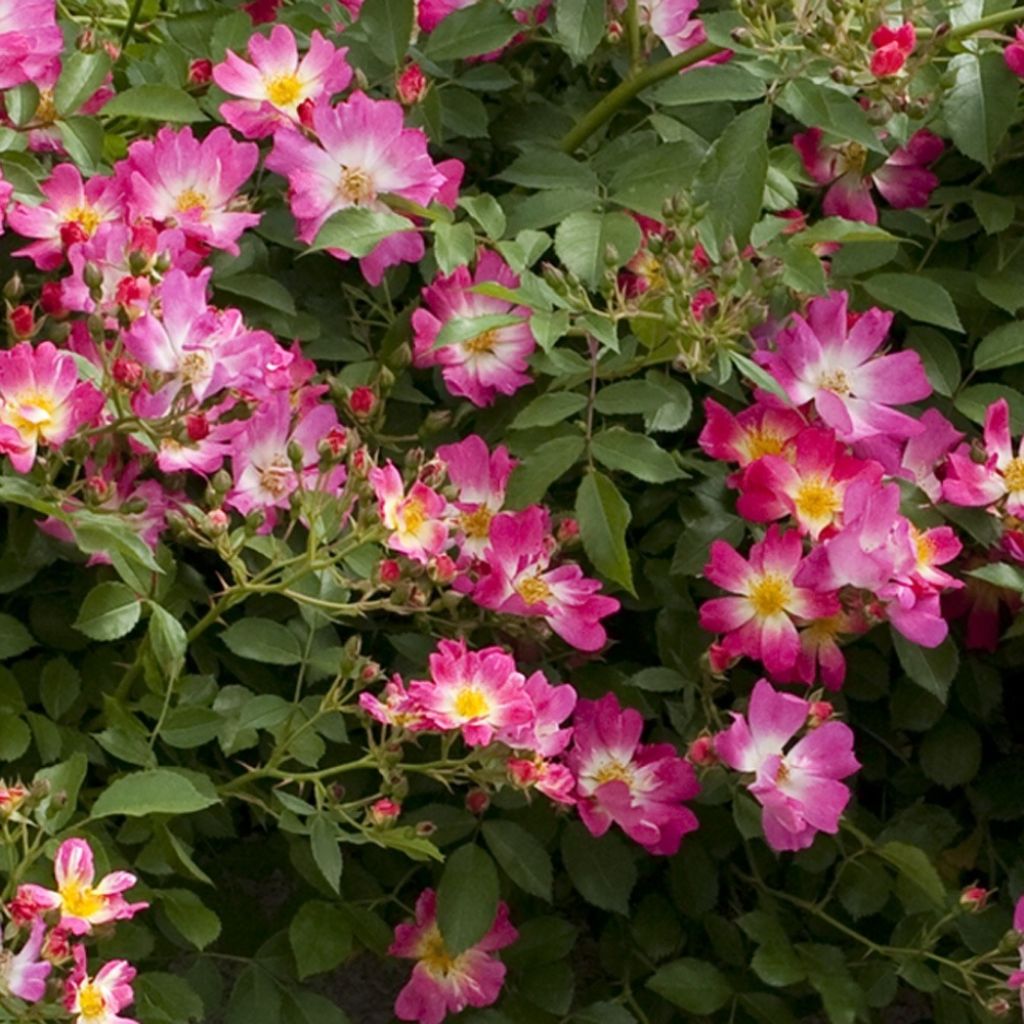 Rosa Pink Drift - Bodembedekkende roos