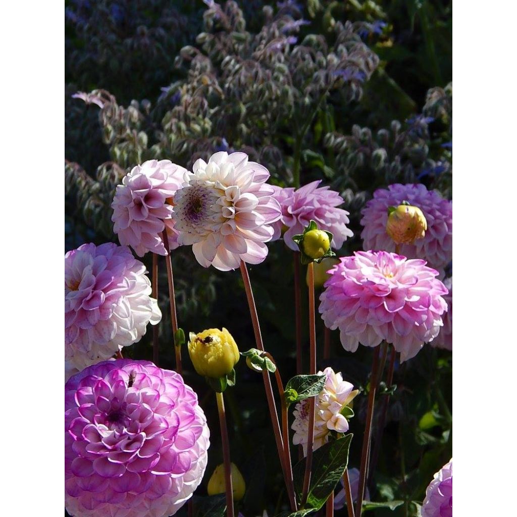 Dahlia balle Genova