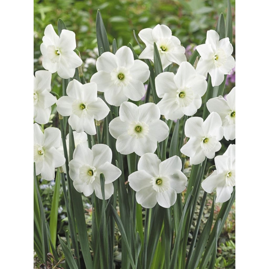 Narcisse Piper's End