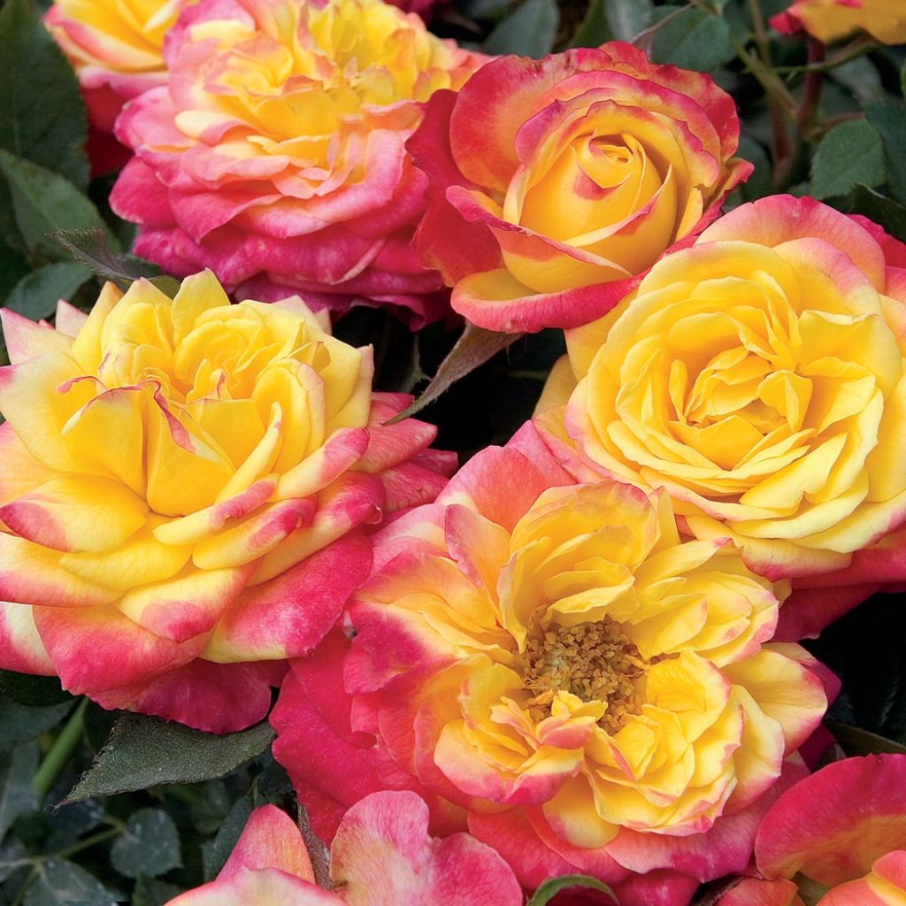 Roseira miniatura Flame Meillandina