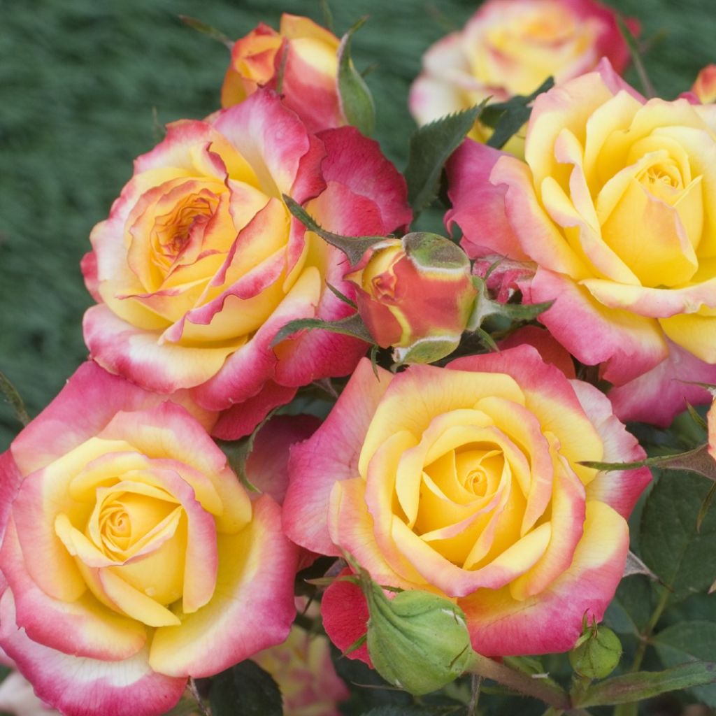 Roseira miniatura Flame Meillandina