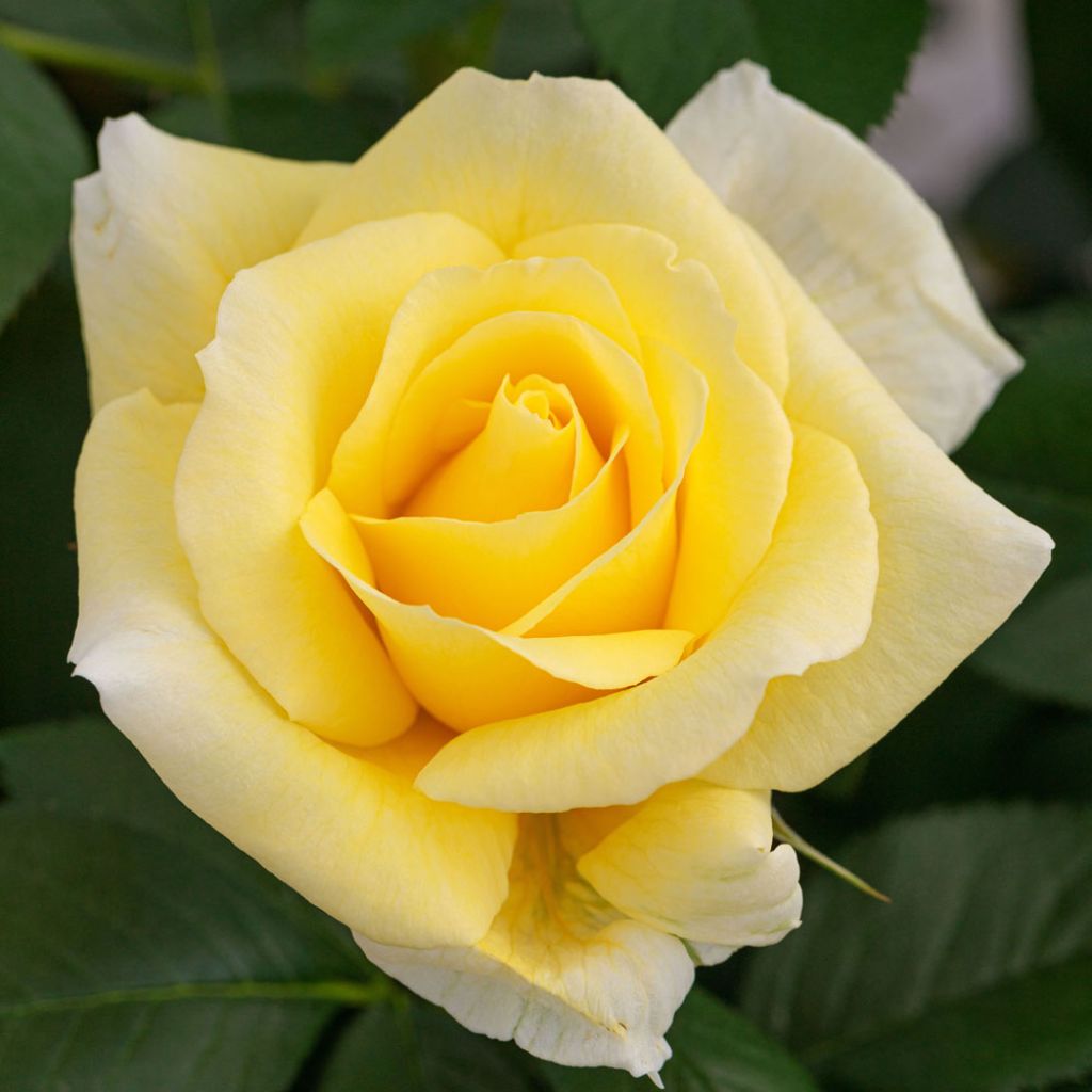 Roseira floribunda Rustica III