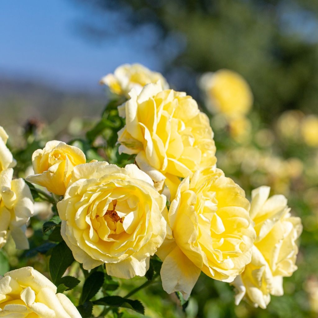 Roseira floribunda Rustica III