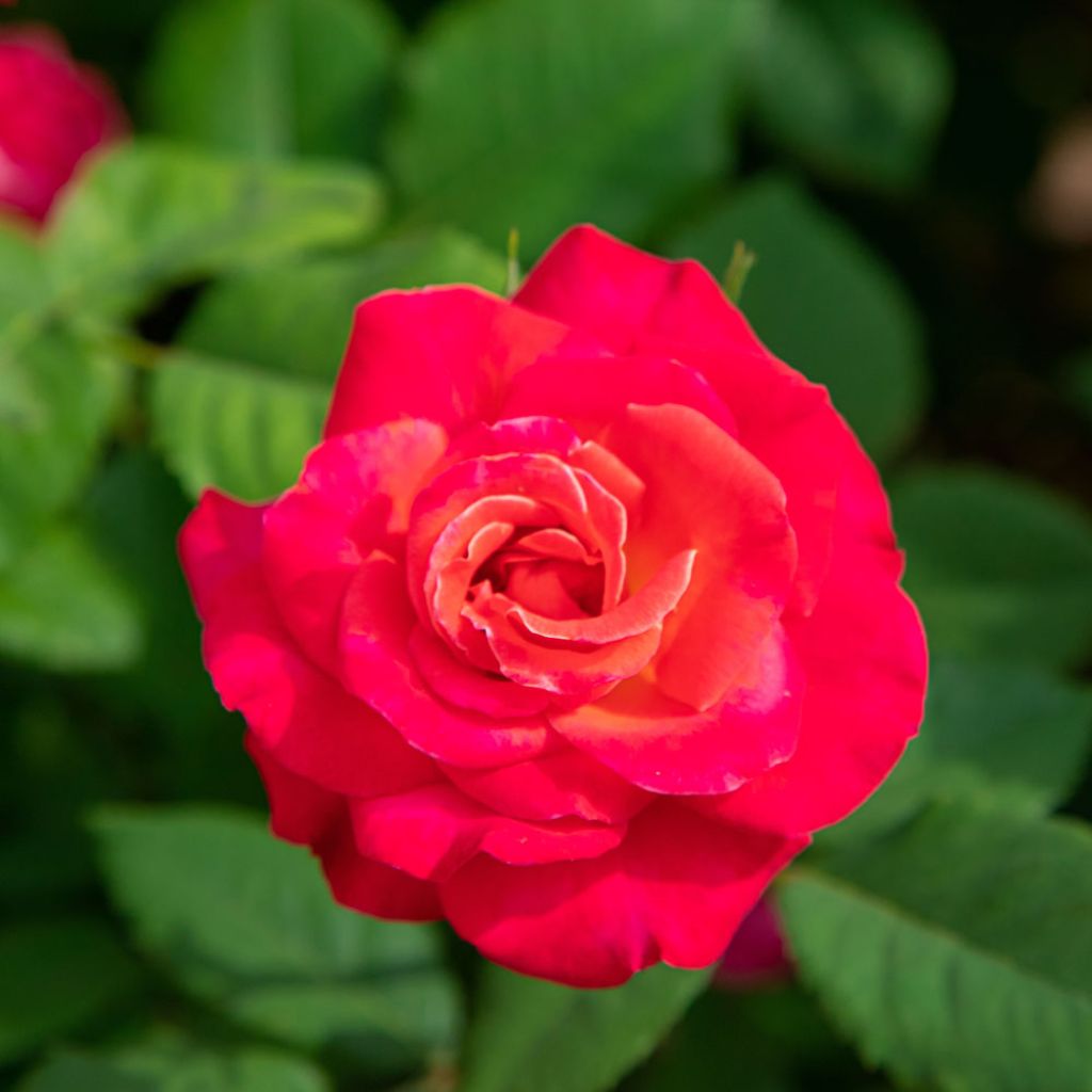 Roseira trepadeira Cherry Explosion