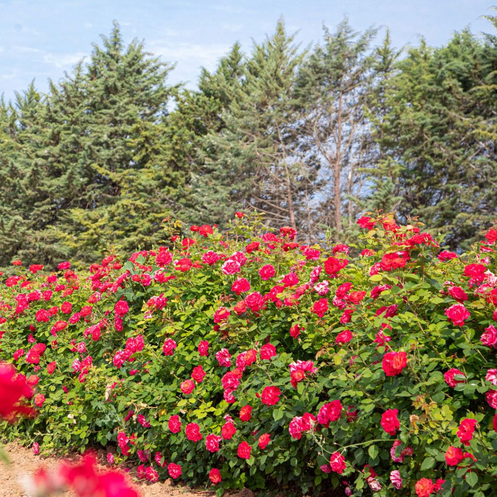 Roseira trepadeira Cherry Explosion