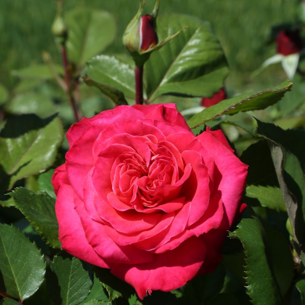 Roseira trepadeira Cherry Explosion