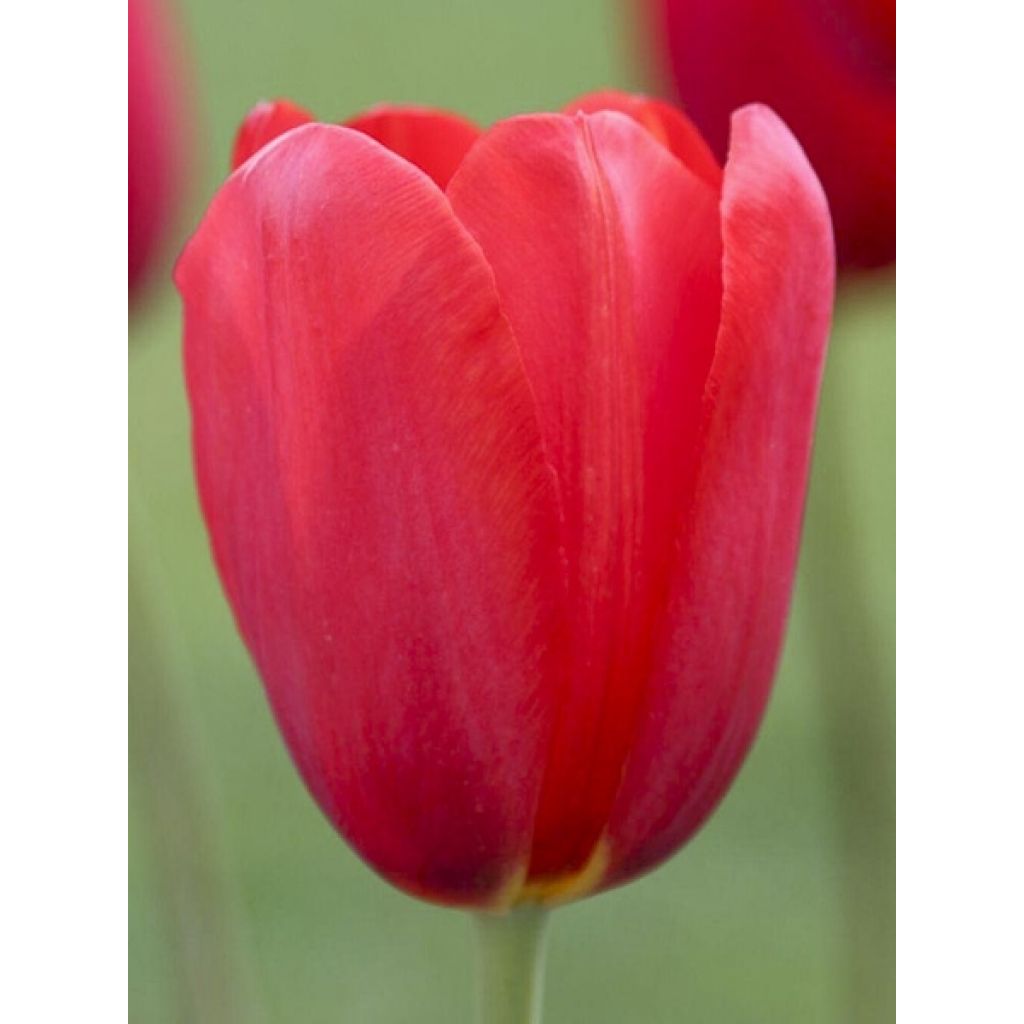 Tulipe simple tardive Sky High Scarlet