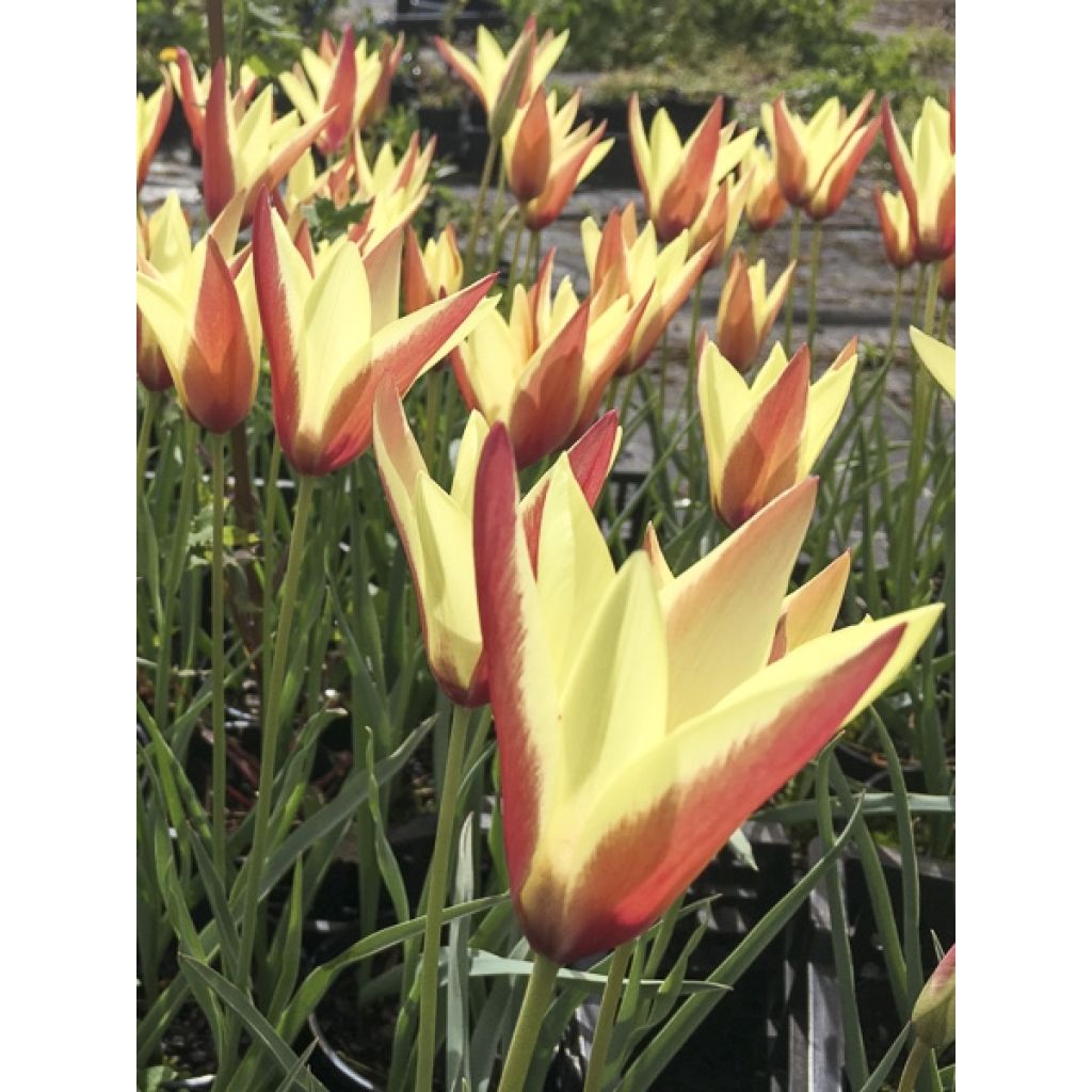 Tulipe botanique clusiana Cynthia