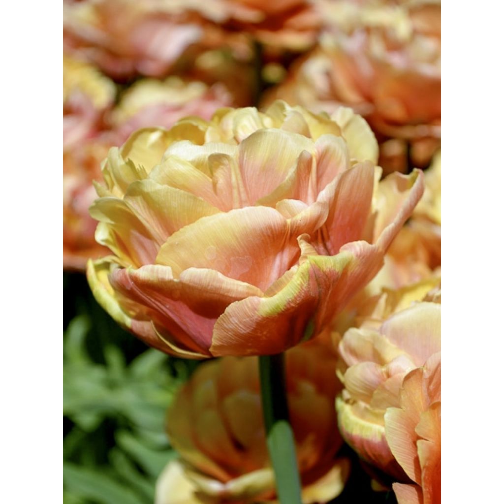 Tulipe double hâtive Copper Image