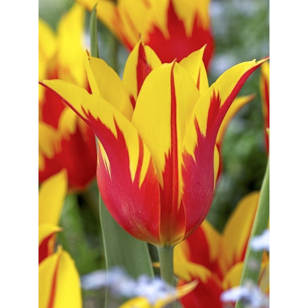 Tulipe fleur de lis Fire Wings
