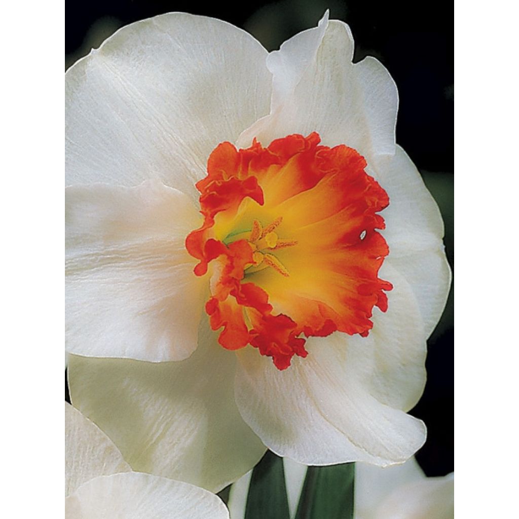 Narcisse Ring of Fire