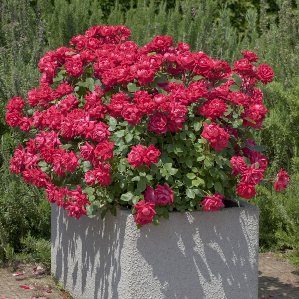 Rosa Double Knock Out - Bodembedekkende roos