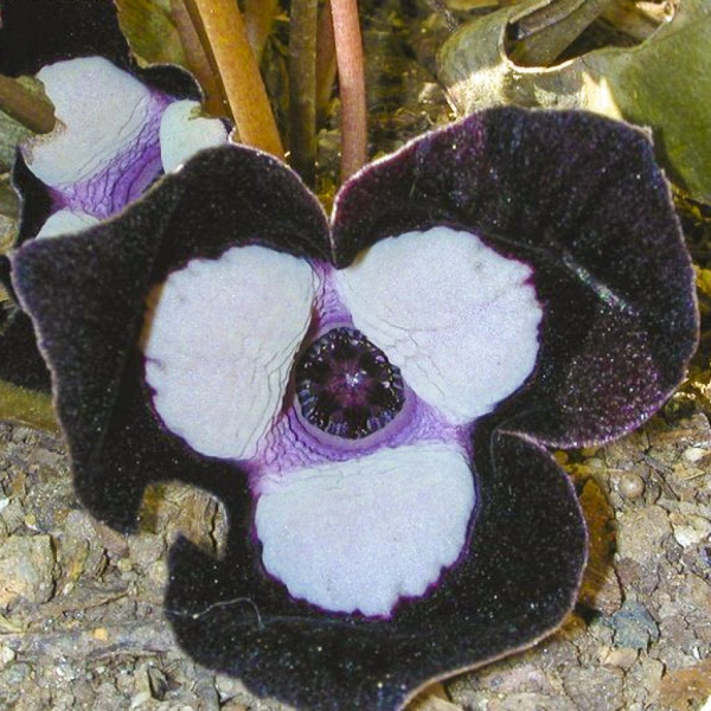 Asarum maximum Ling Ling - Asaret