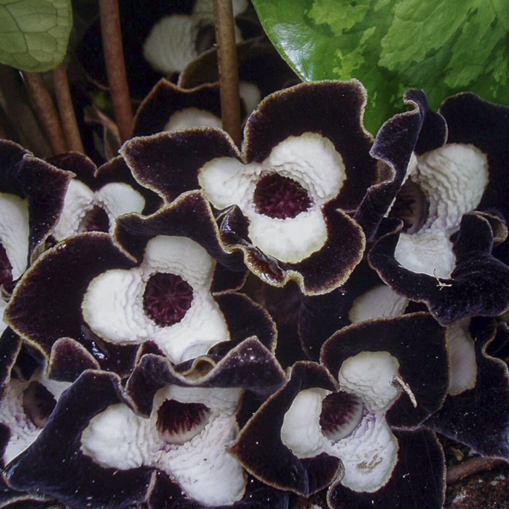 Asarum maximum Ling Ling - Asaret