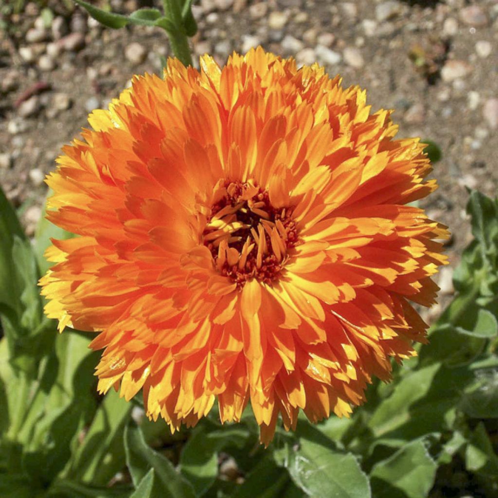 Graines de Calendula officinalis Ball’s Orange - Souci des Jardins