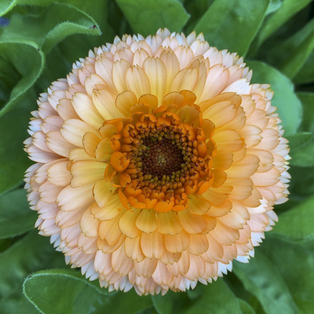 Graines de Calendula officinalis Pink Surprise - Souci des Jardins