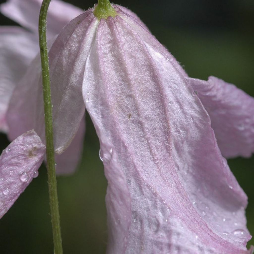 Clématite - Clematis viticella Hagelby Pink