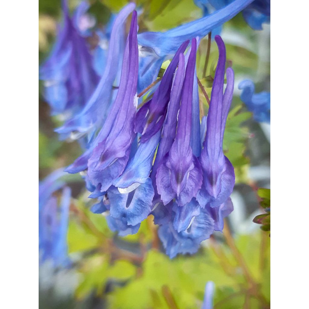 Corydale, Corydalis elata, Fumeterre
