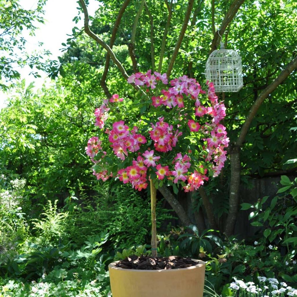 Rosa Pink Drift - Bodembedekkende roos