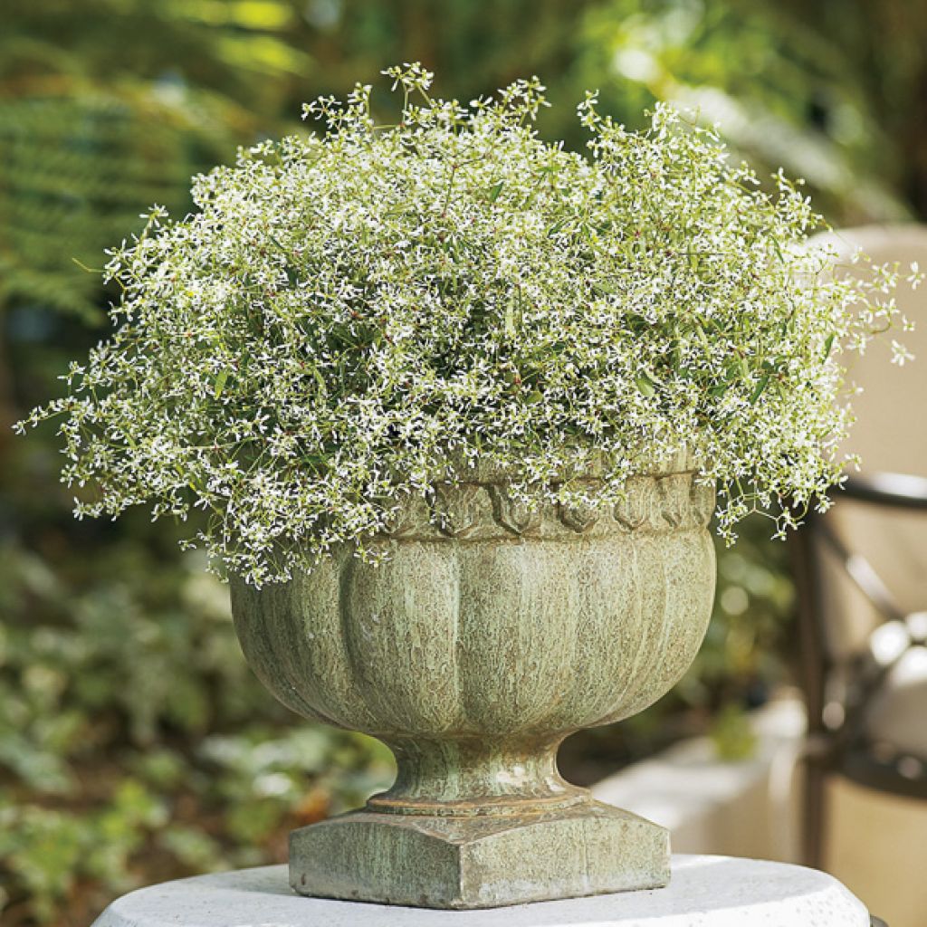 Euphorbe Diamond Frost - Chamaesyce hypericifolia 