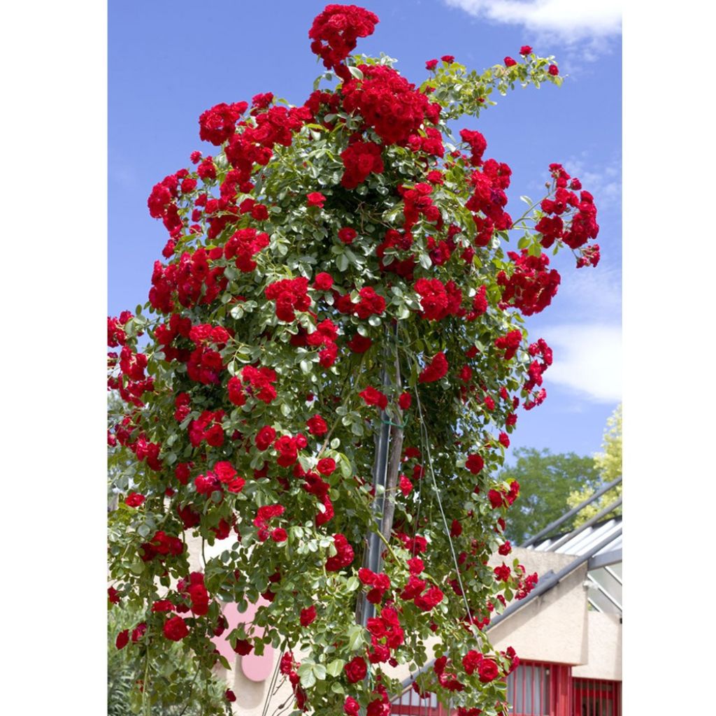 Roseira padrão Scarlet Meidiland