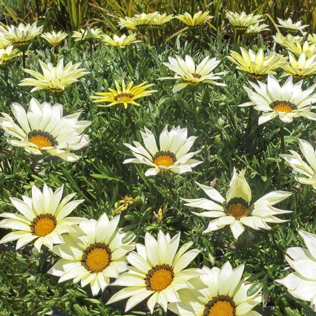 Graines de Gazania Kiss White F1