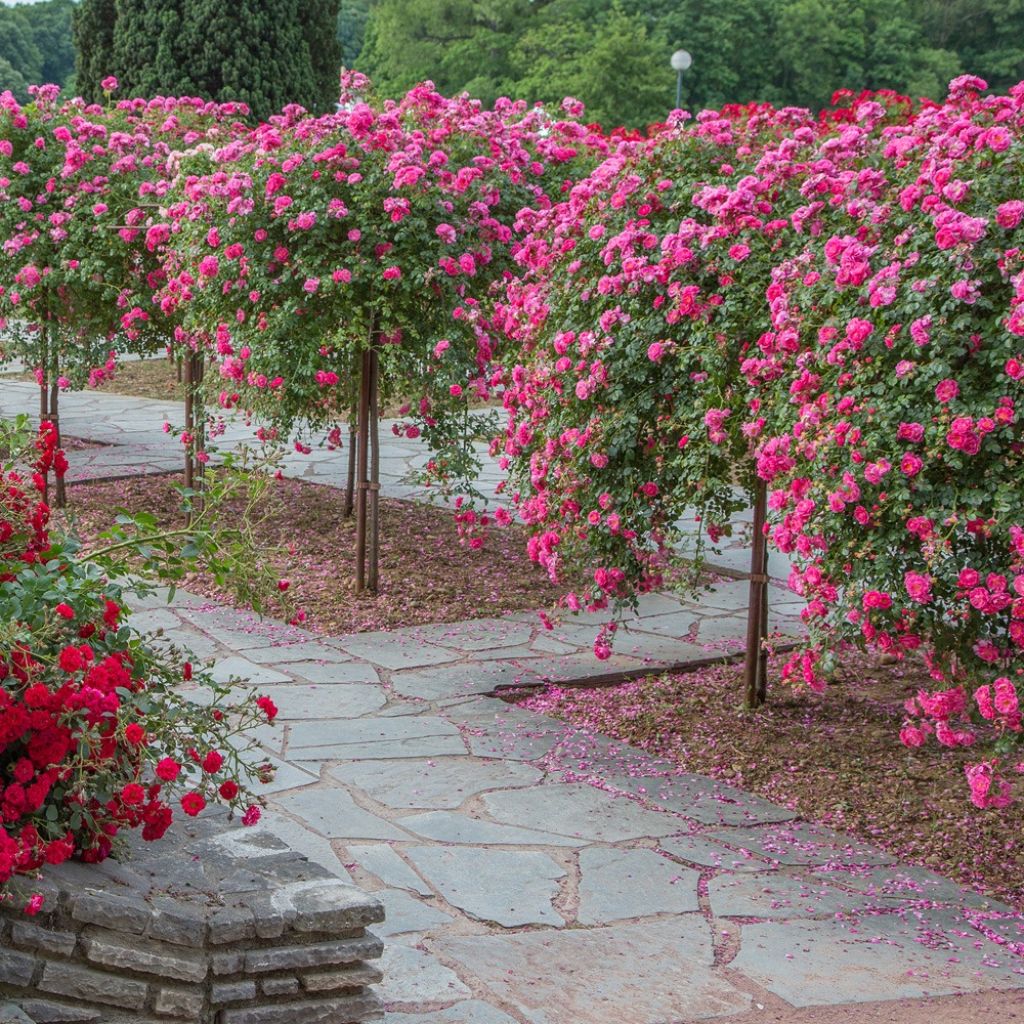 Rosa Magic Meidiland - Stamroos