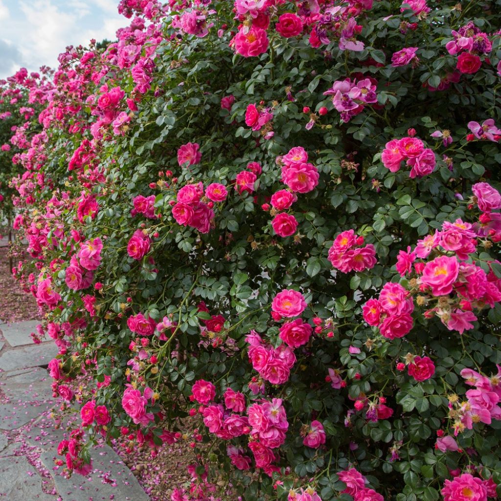 Rosa Magic Meidiland - Stamroos