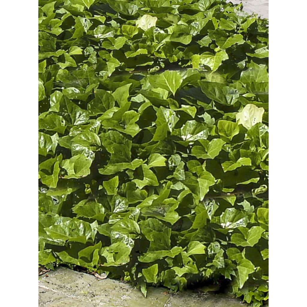 Hedera algeriensis Algerian Bellecour - Algerischer Efeu