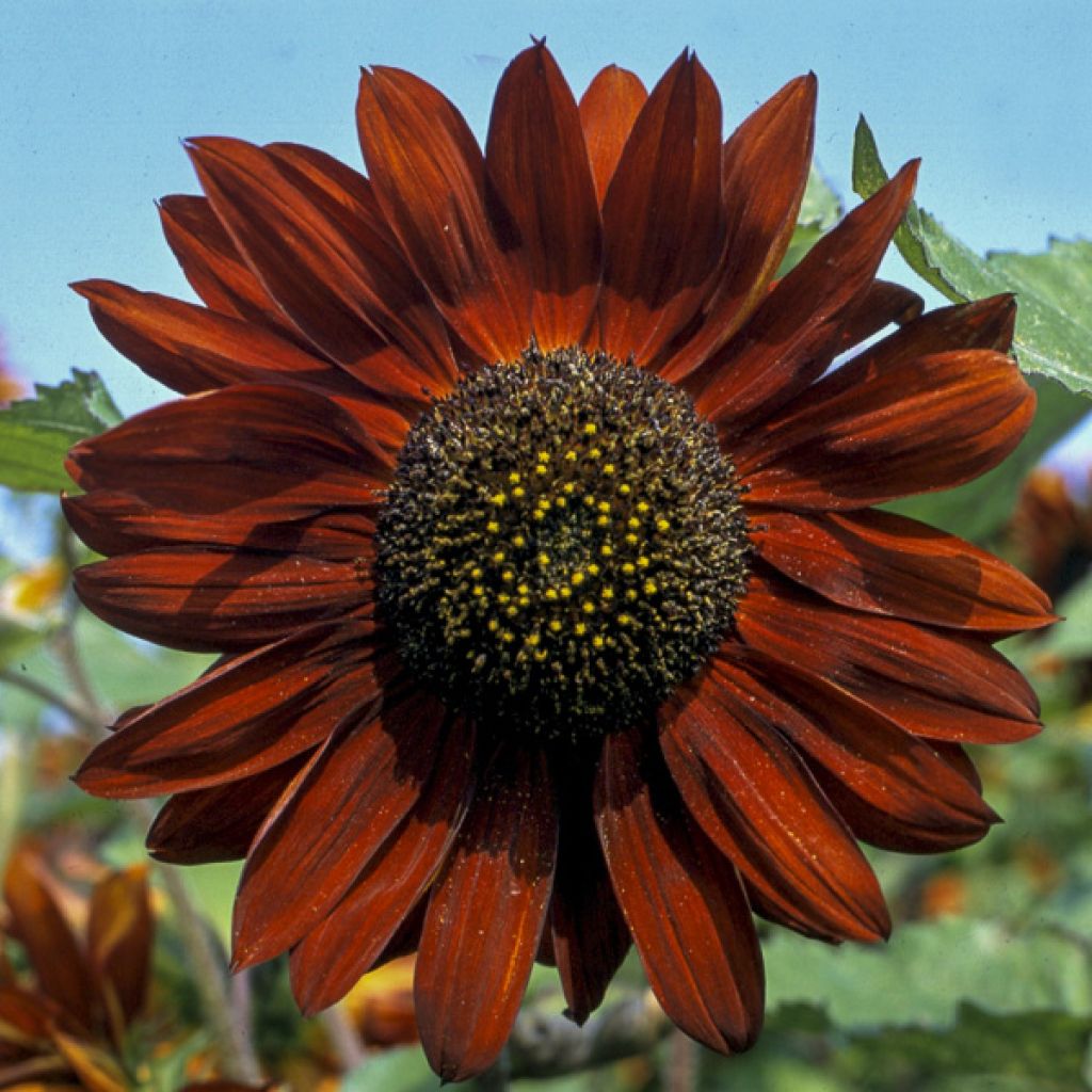 Graines de Tournesol Velvet Queen - Helianthus annuus 