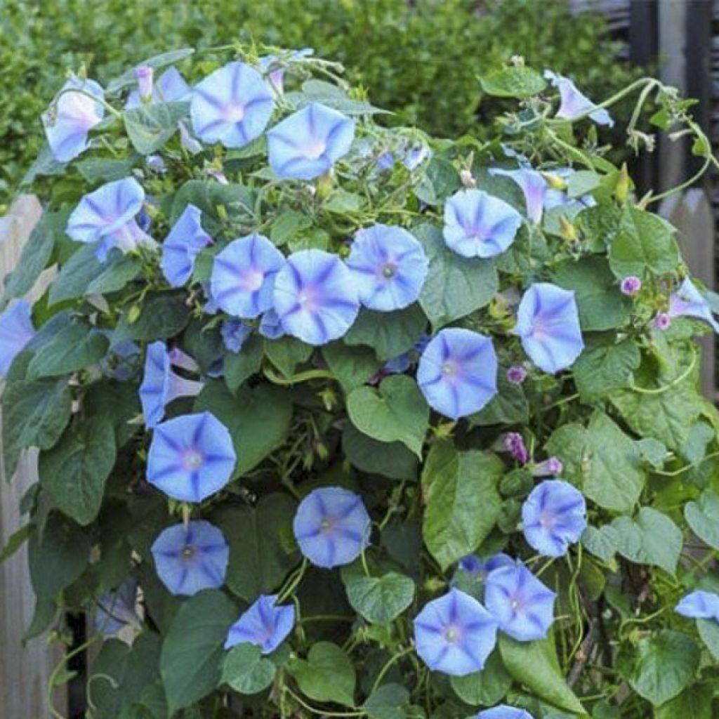 Graines d'Ipomée Light Blue Star - Ipomoea purpurea