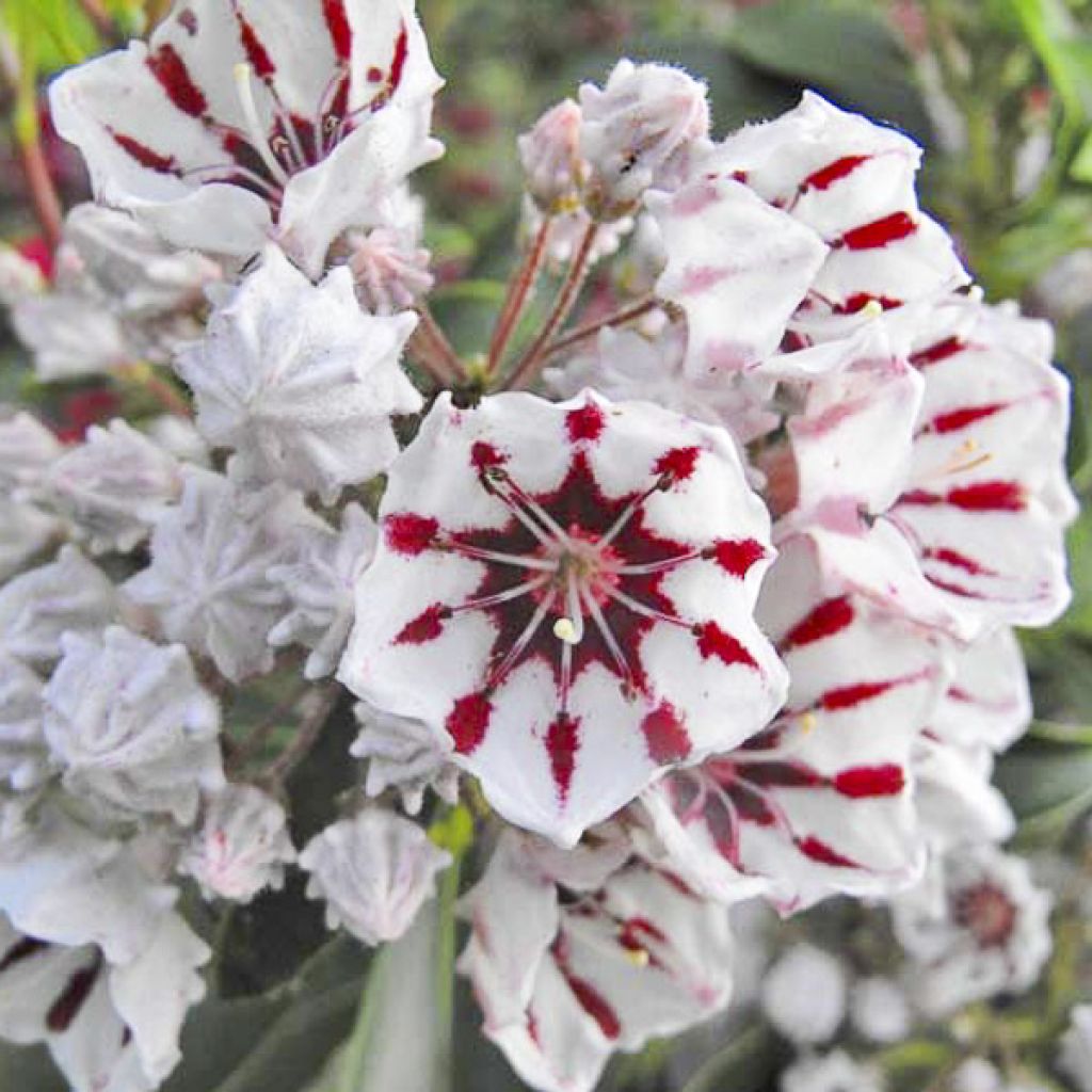 Kalmia latifolia Bumblebee - laurier des montagnes