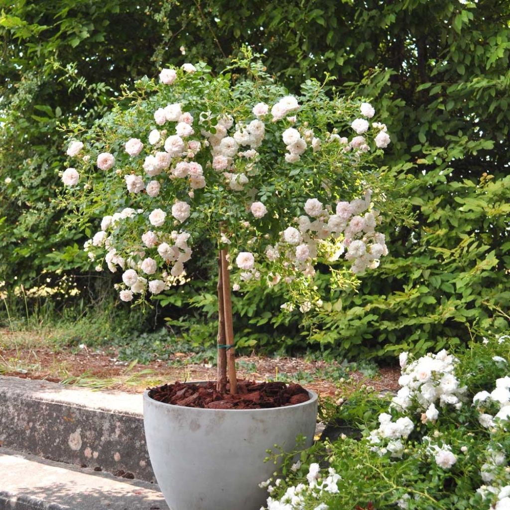 Roseira miniatura Icy Drift