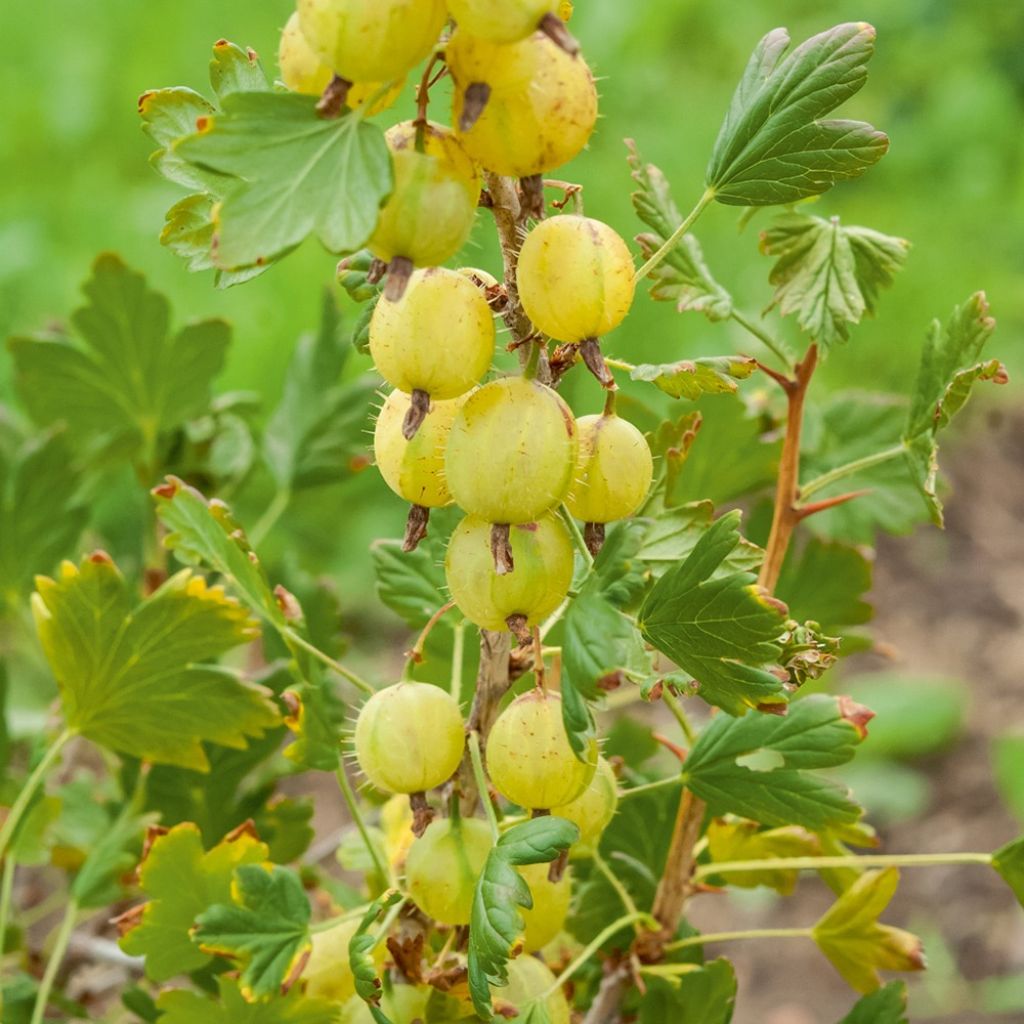 Groselheira-espinhosa Invicta - Ribes uva-crispa