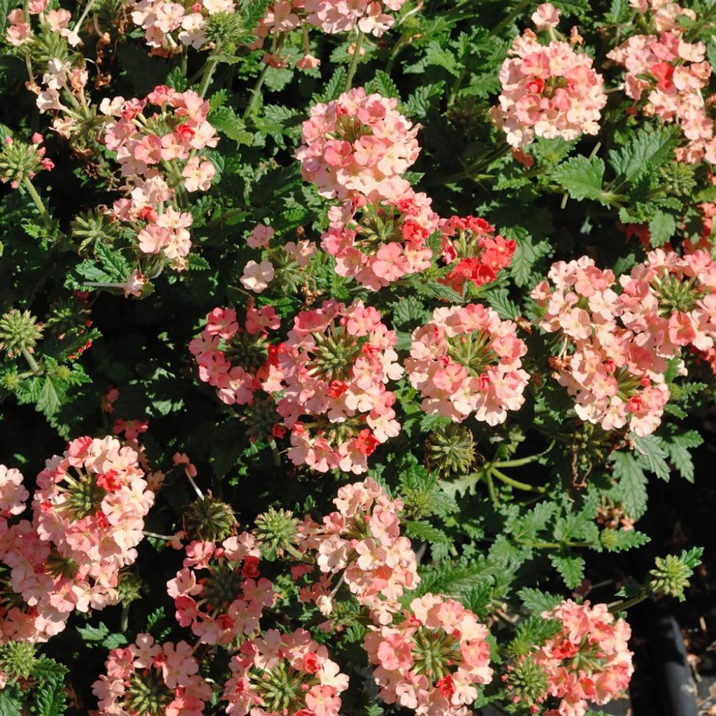 Verbena Superbena Royale Peachy Keen