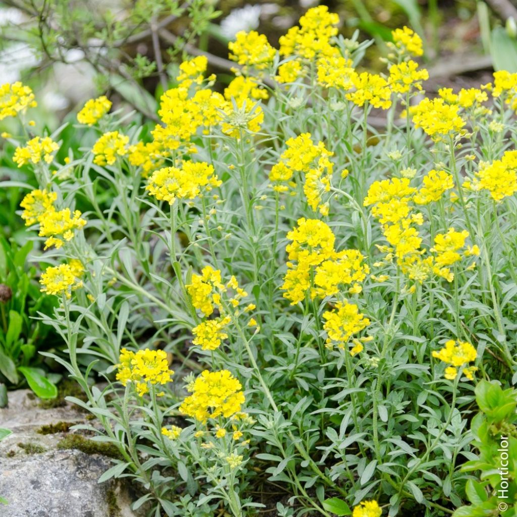 Alyssum montanum Berggold