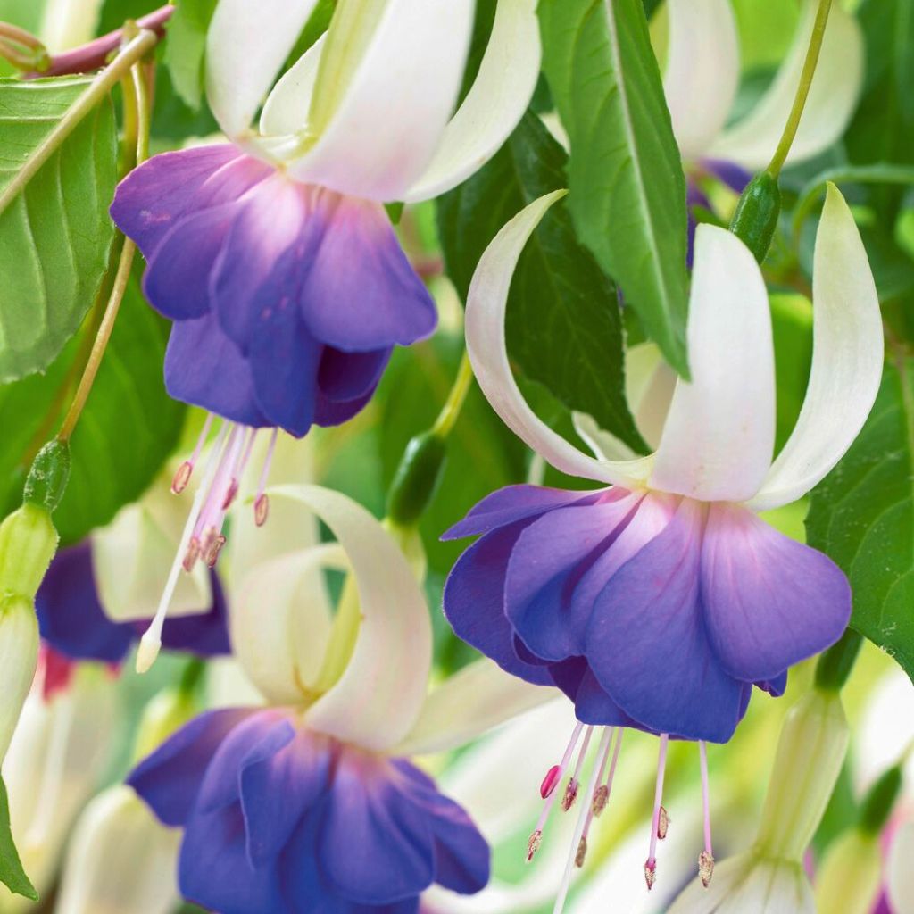 Brinco-de-princesa Blue Sarah