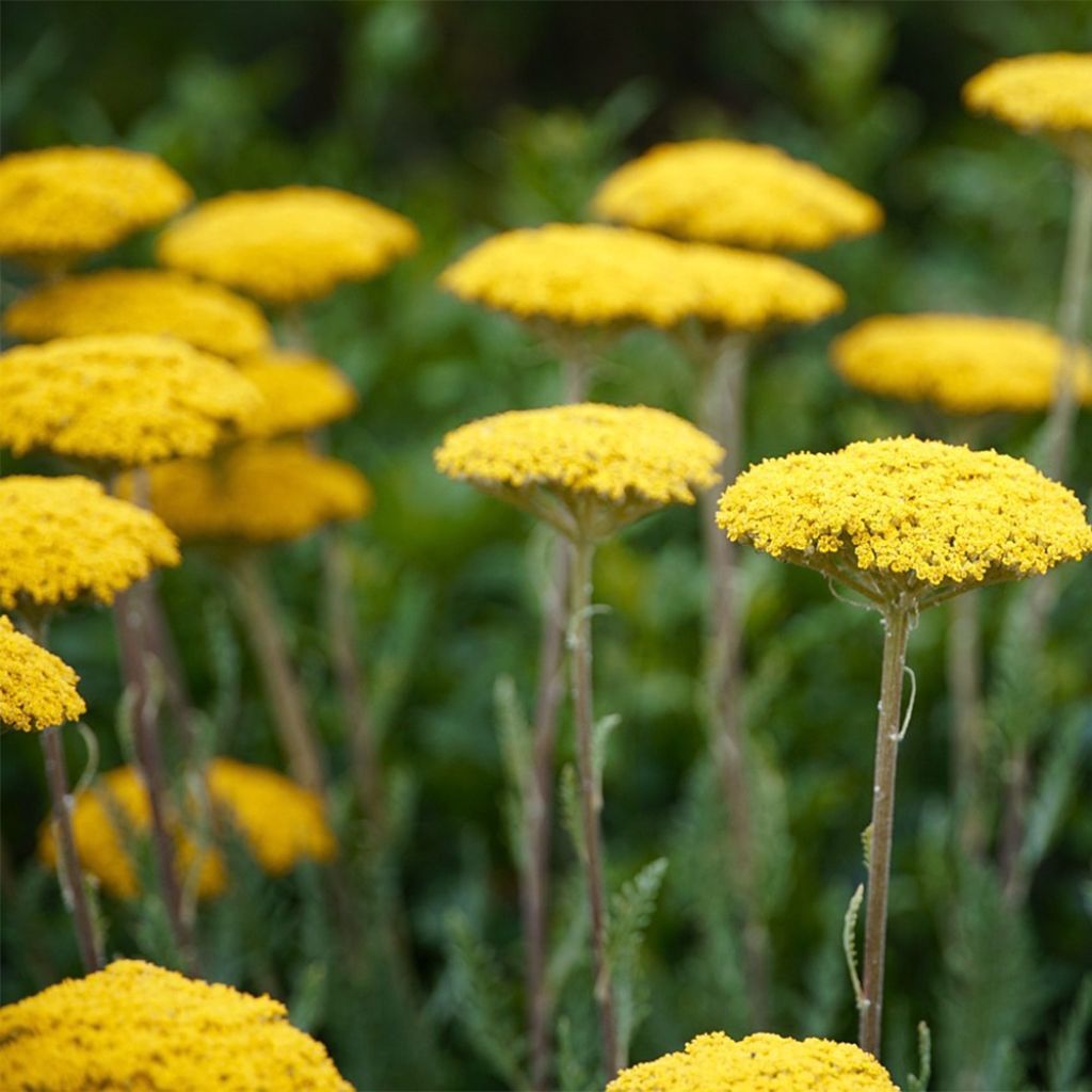 Achillea filipendulina Golden Plate