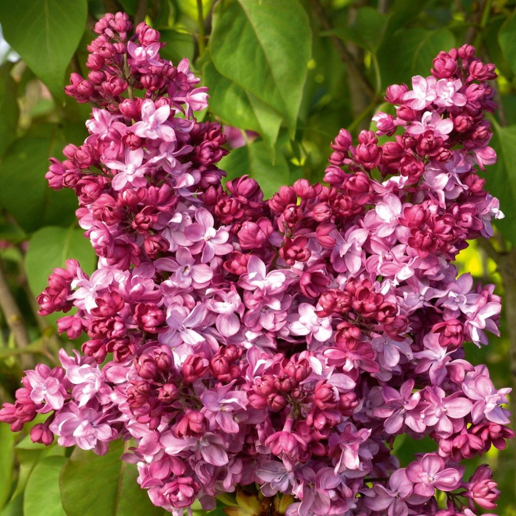 Syringa vulgaris Prince Wolkonsky