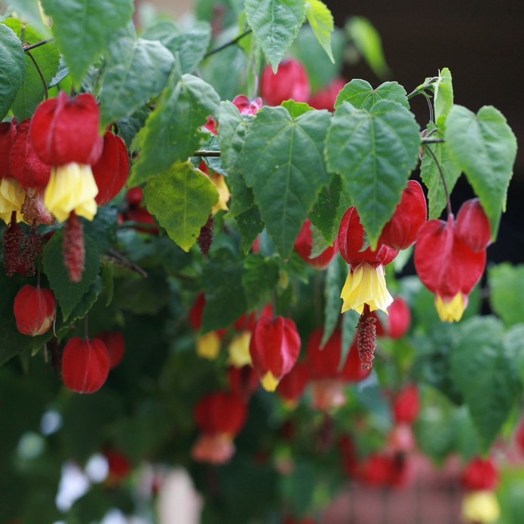 Abutilon megapotamicum