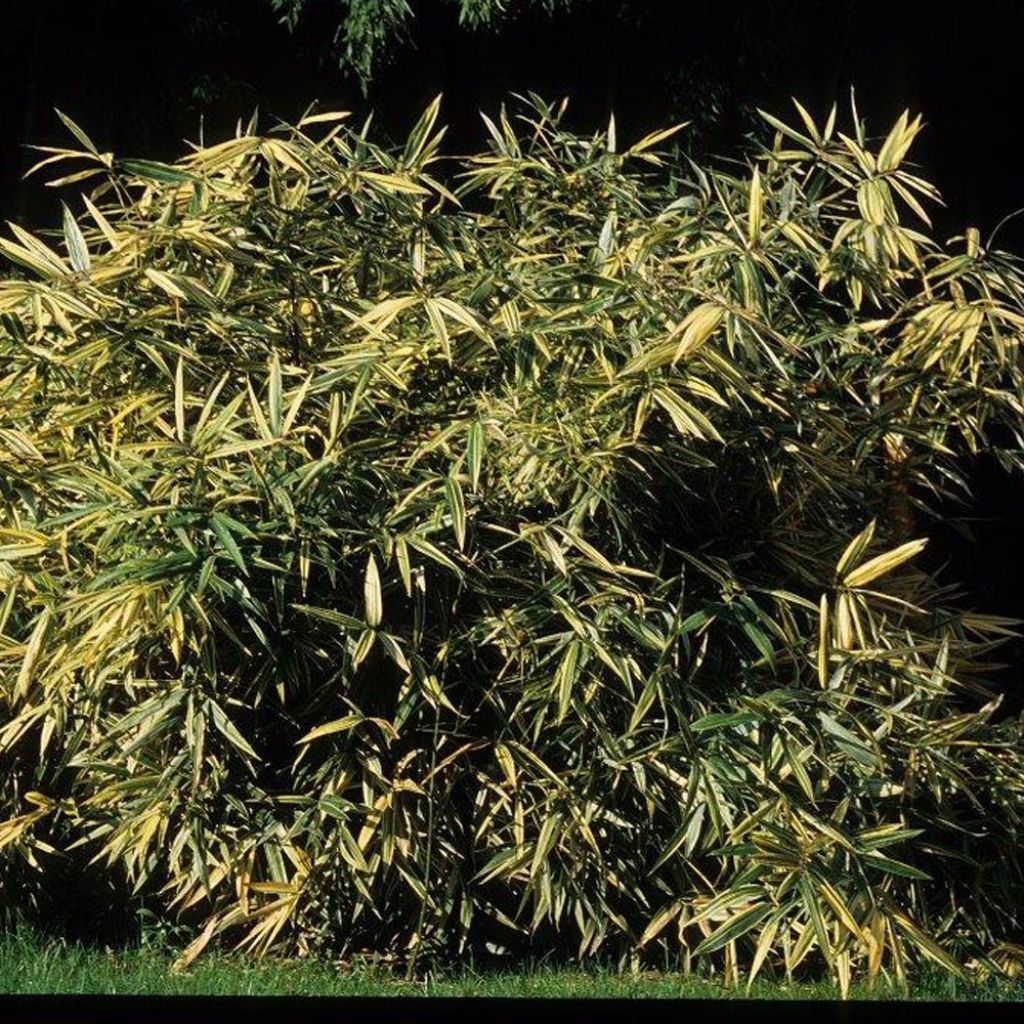 Hibanobambusa tranquillans Shiroshima