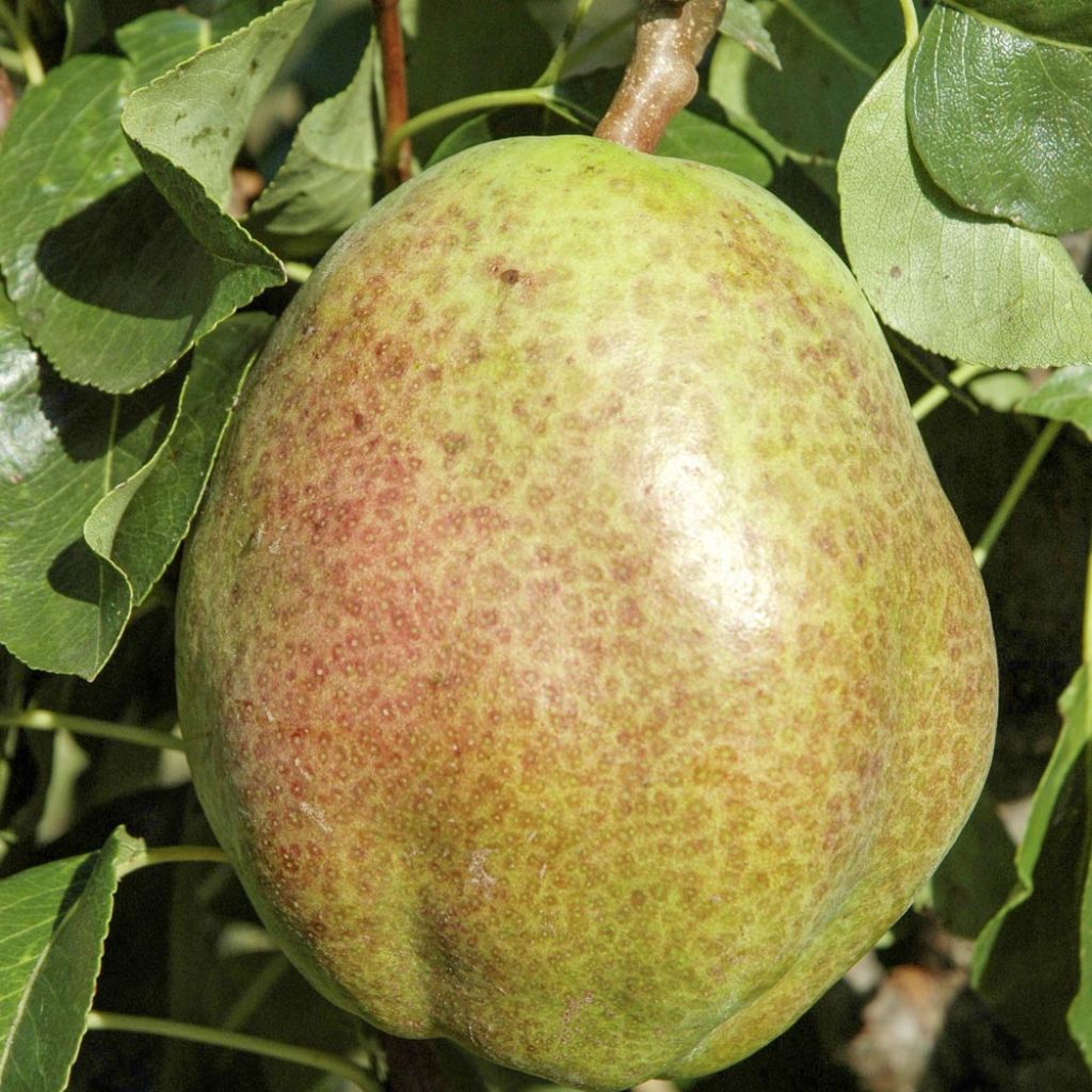 Pereira colunar Obelus - Pyrus communis