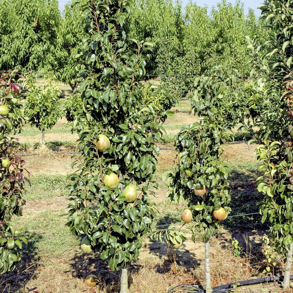 Pereira colunar Obelus - Pyrus communis