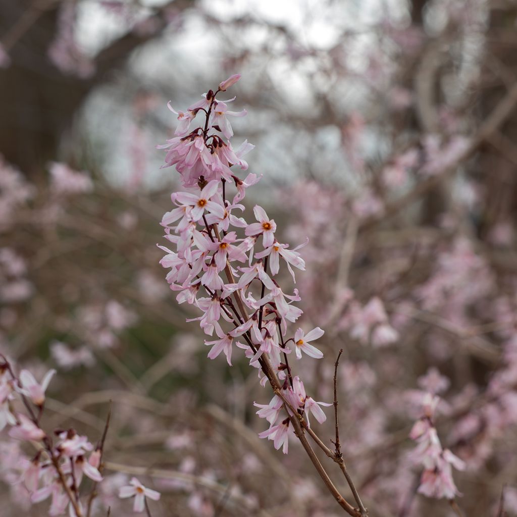 Abeliophyllum distichum Roseum - Forsythia rose de Corée