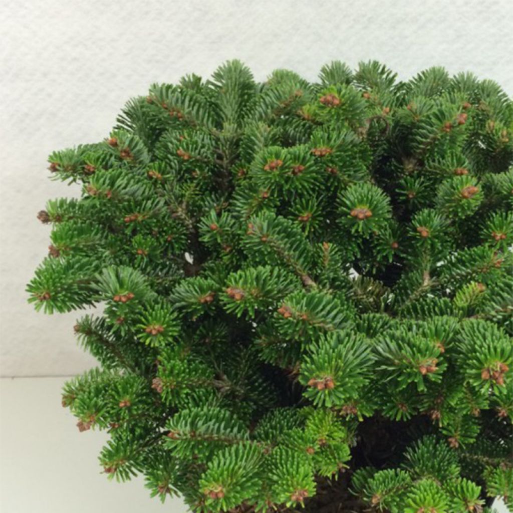 Abies nordmanniana Münsterland - Sapin de Nordmann nain