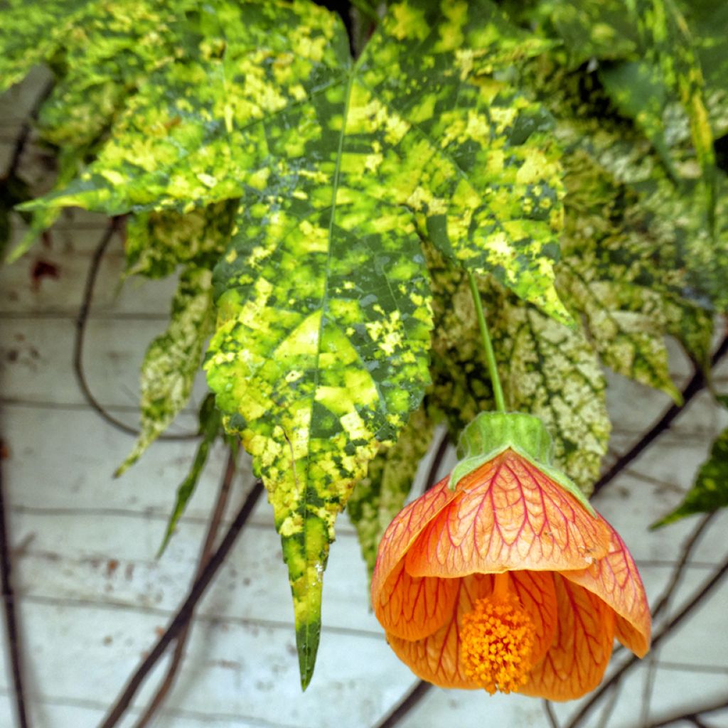 Abutilon pictum Thompsonii - Chinese lantaarn