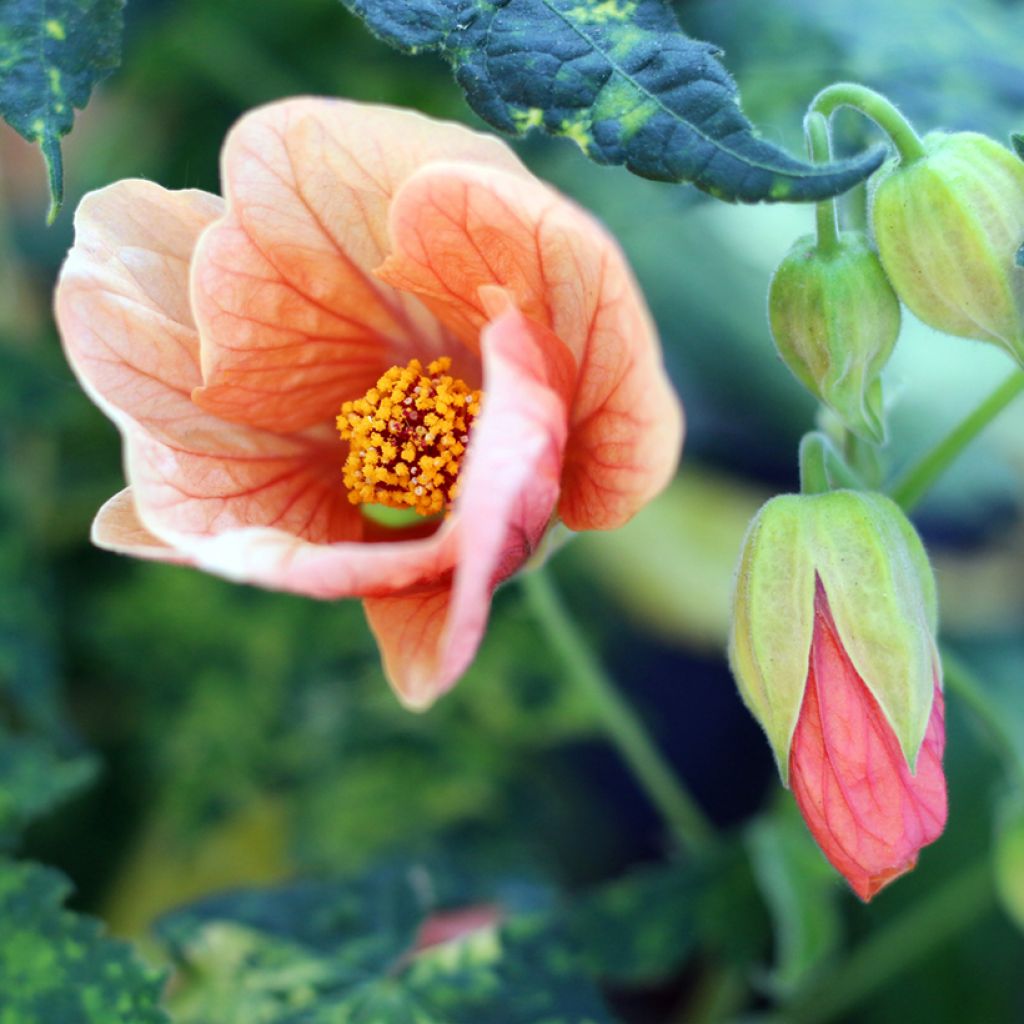 Abutilon pictum Thompsonii - Chinese lantaarn